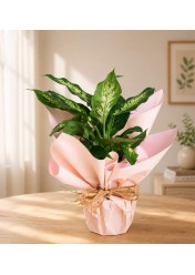 Emerald Elegance – Premium Yeşil Bitki