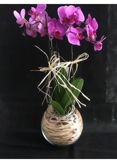 dekor mor orkide