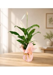Pure Serenity – Premium Spatifilyum