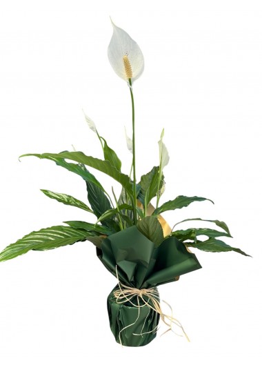 Spathiphyllum Barış Saksı Çiçeği