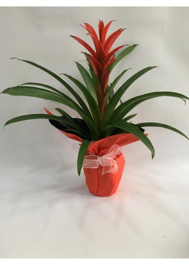 Tasarım Guzmania