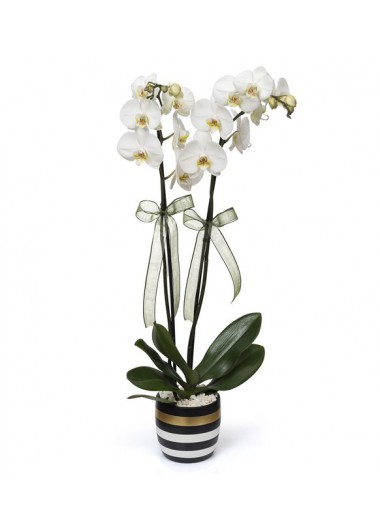 çizgili vazoda 2 dal orkide