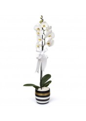 tek dal beyaz orkide
