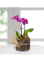ahşap kütükte mor orkide